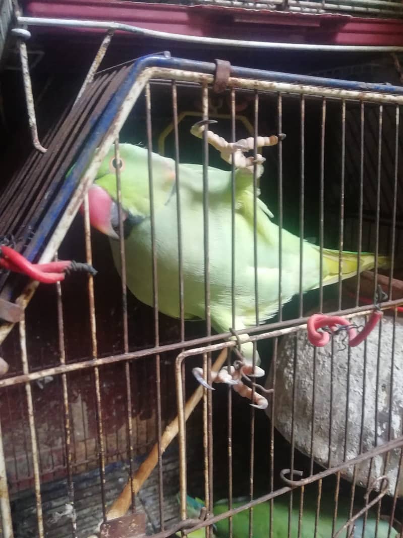Green ring neck parrot adult 2