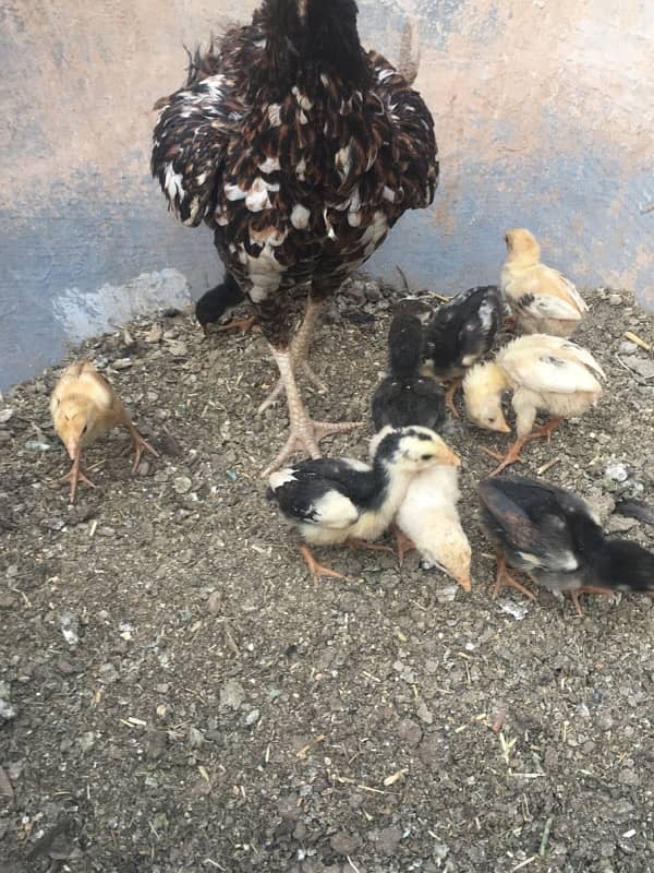 aseel chicks 0