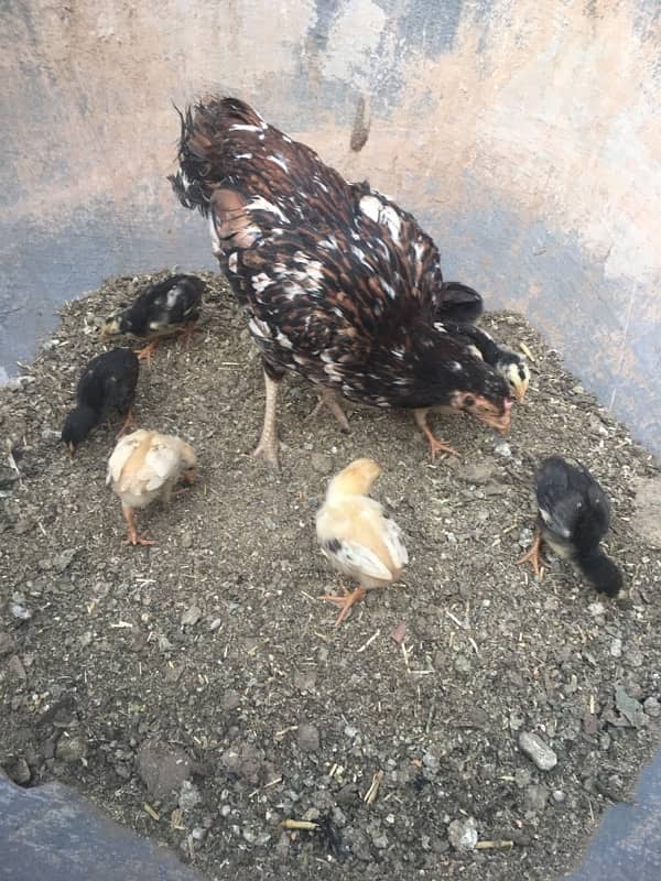 aseel chicks 1