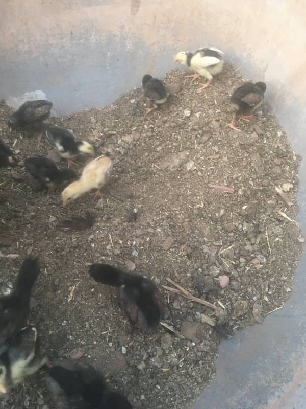 aseel chicks 2