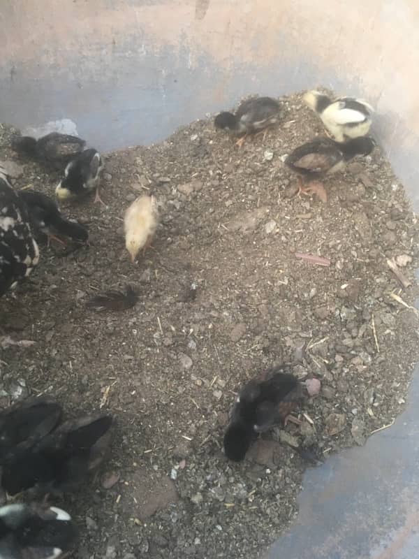 aseel chicks 3