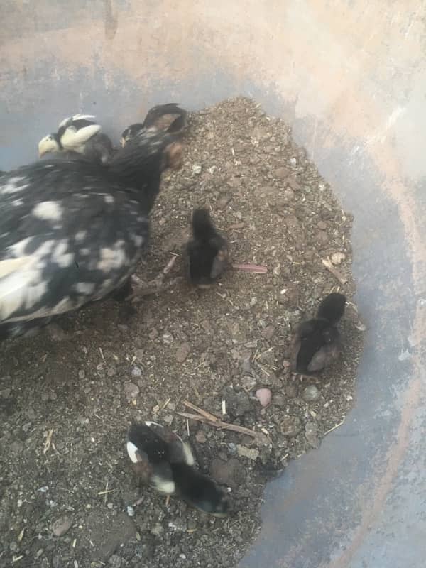 aseel chicks 4