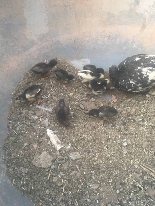 aseel chicks 5