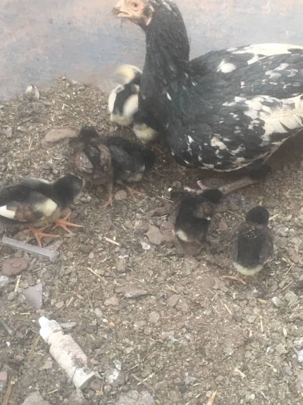 aseel chicks 6