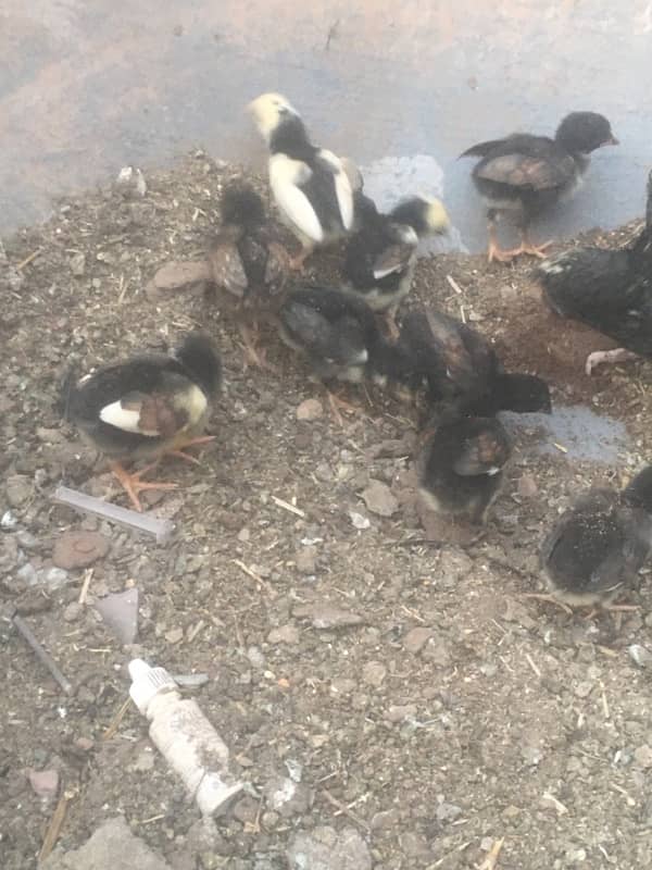 aseel chicks 7