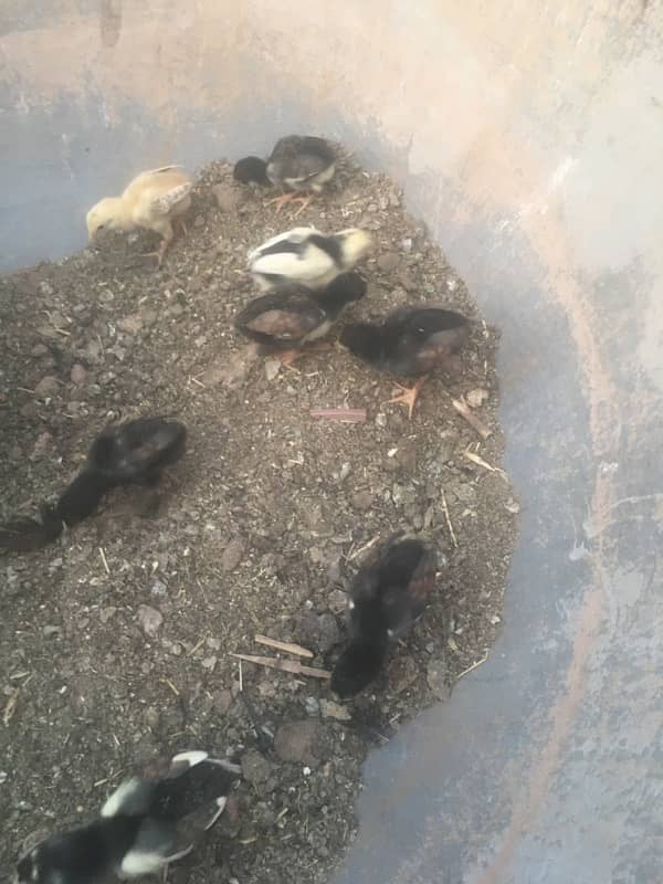 aseel chicks 8
