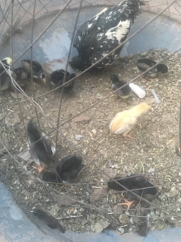 aseel chicks 9