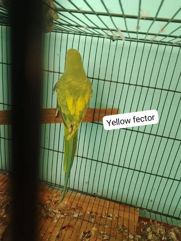 Ringneck parrot big size breeder pair yellow factor femail 0