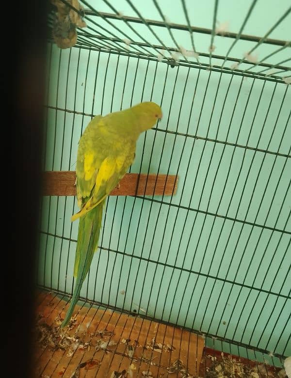 Ringneck parrot big size breeder pair yellow factor femail 1