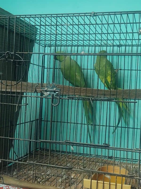 Ringneck parrot big size breeder pair yellow factor femail 3