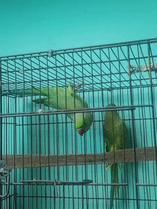 Ringneck parrot big size breeder pair yellow factor femail 4