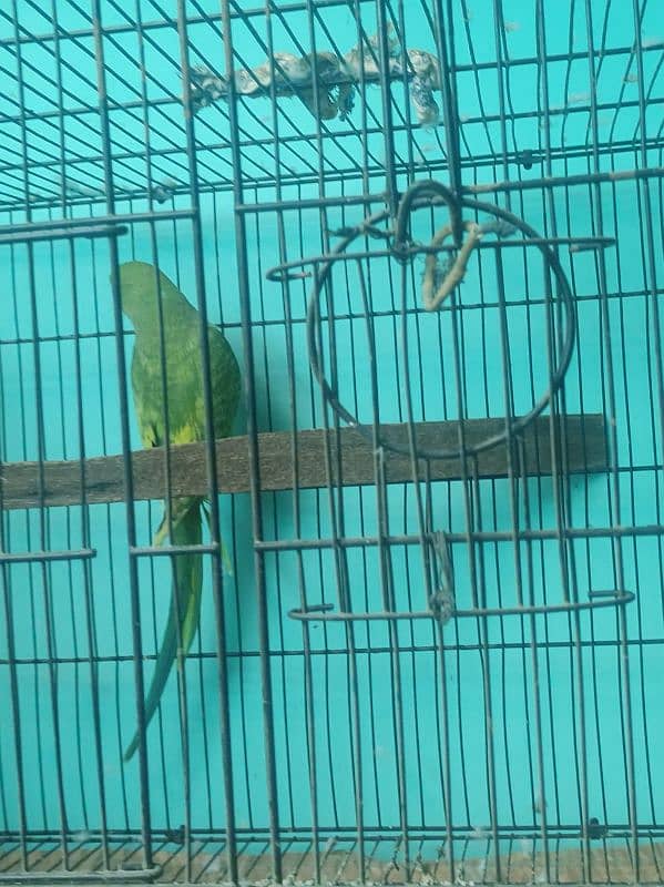 Ringneck parrot big size breeder pair yellow factor femail 5