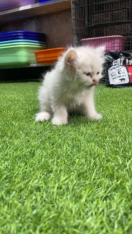 Persian Long Coat Kittens 0