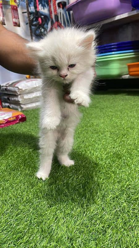 Persian Long Coat Kittens 1