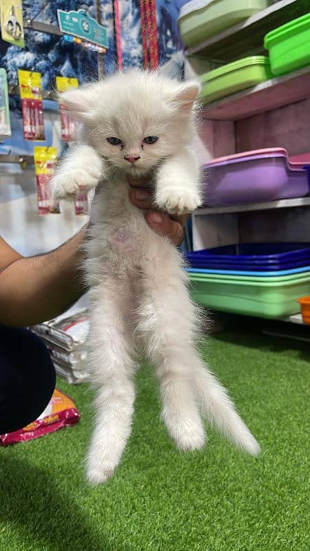 Persian Long Coat Kittens 2