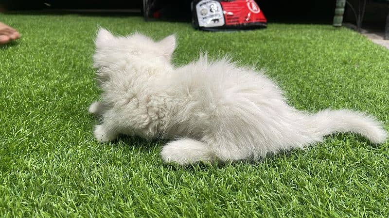 Persian Long Coat Kittens 3