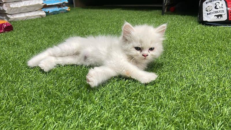 Persian Long Coat Kittens 4