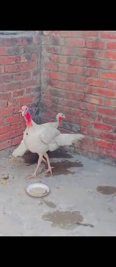 Turkey Bird White Pair extra two females available