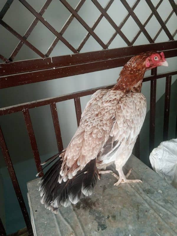 Aseel Madi final price 03165275173 1