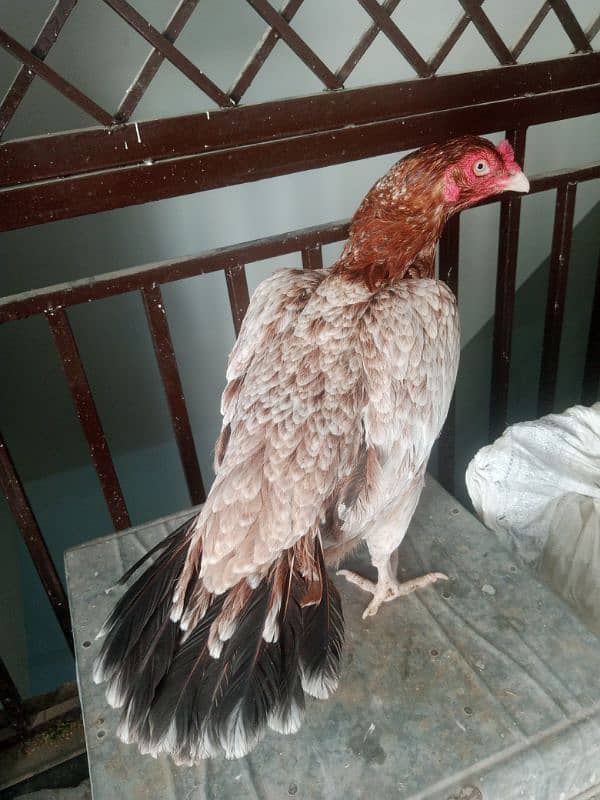 Aseel Madi final price 03165275173 2