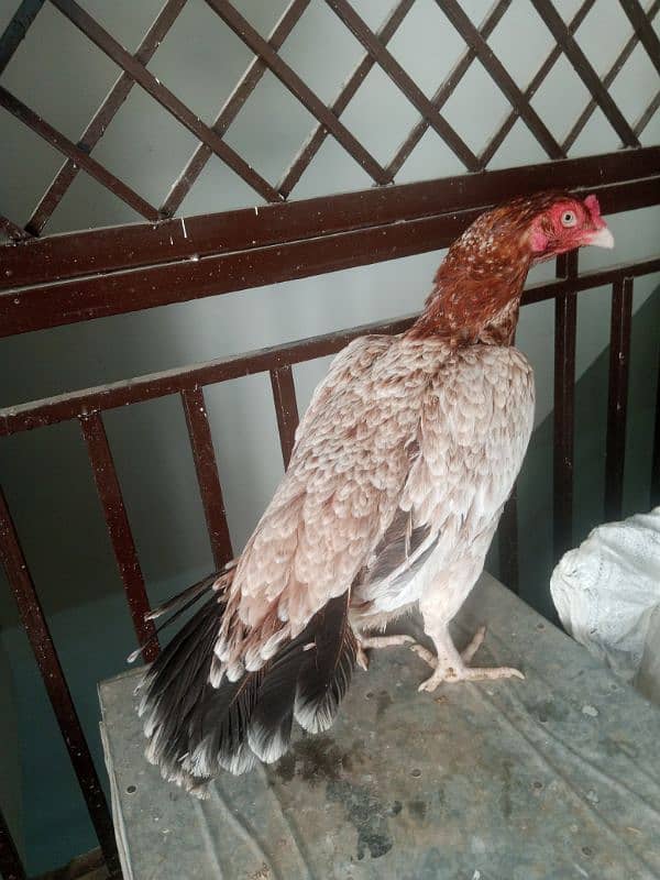 Aseel Madi final price 03165275173 5