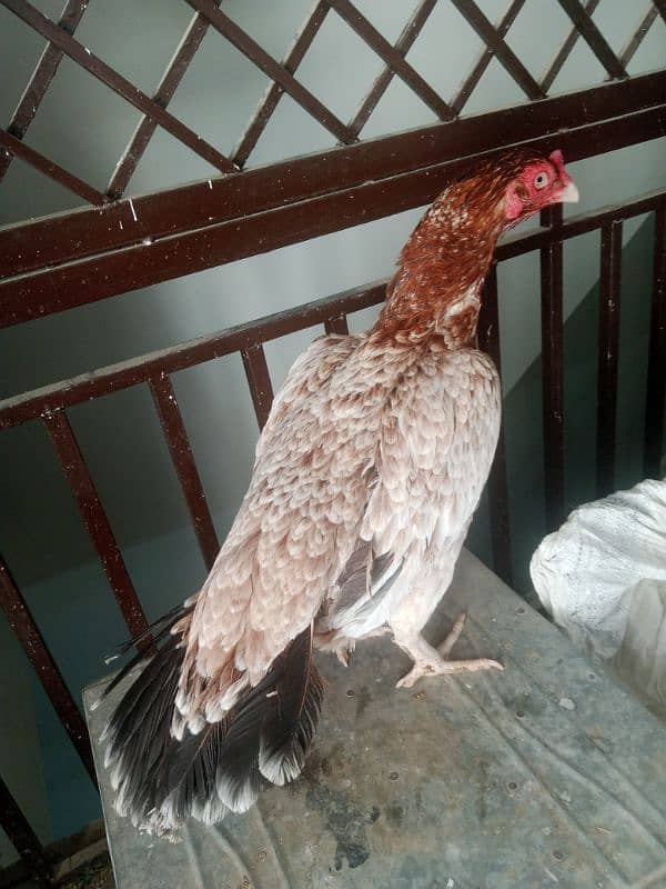 Aseel Madi final price 03165275173 6