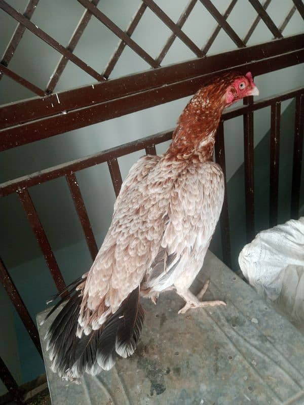 Aseel Madi final price 03165275173 7