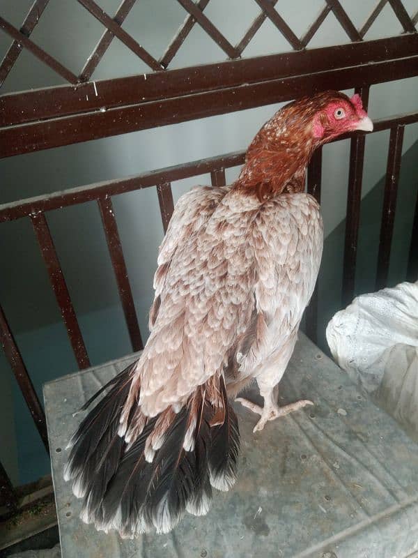 Aseel Madi final price 03165275173 8