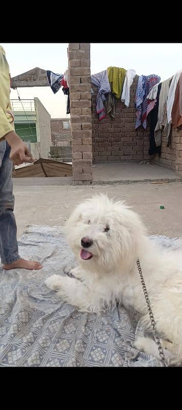 poodle male dog health active 0