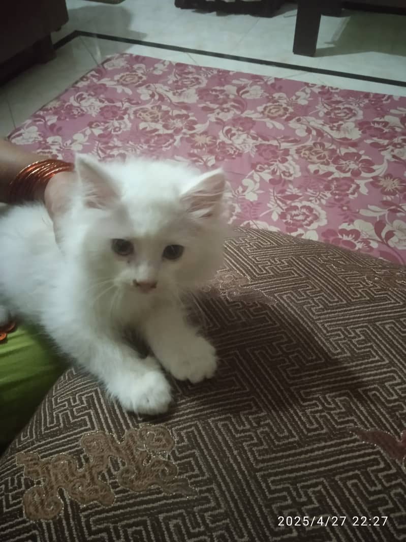 Persian kitten white color in 9k only 0