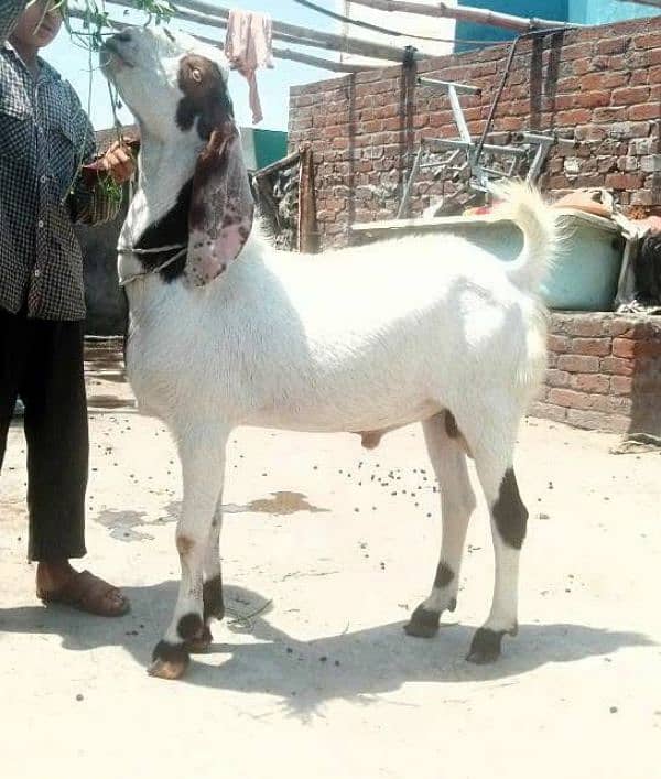 beautiful Desi fresh 2 dant bakry 0