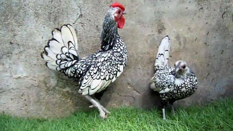 Chicks & Eggs are available 1