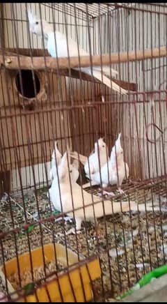 cocktail birds 3 for sale