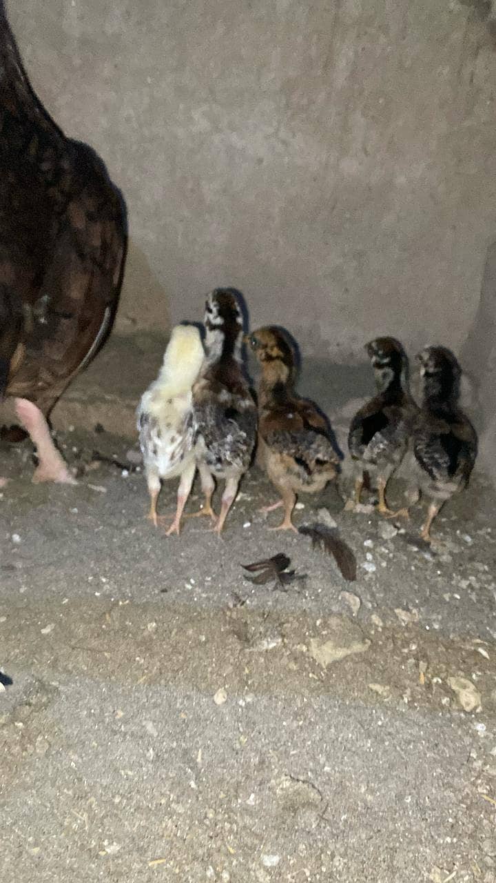 High Quality Aseel Chicks 0