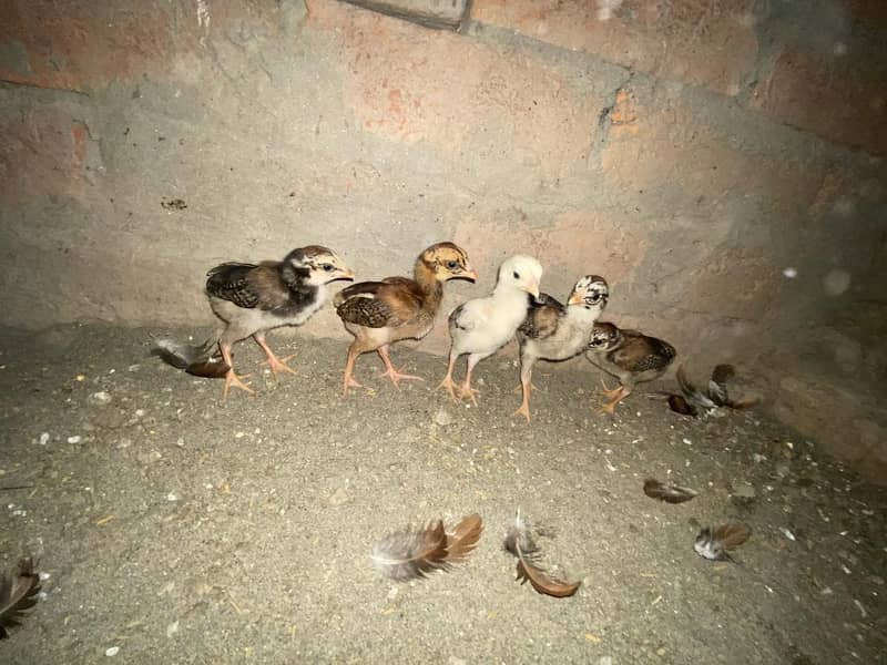 High Quality Aseel Chicks 1