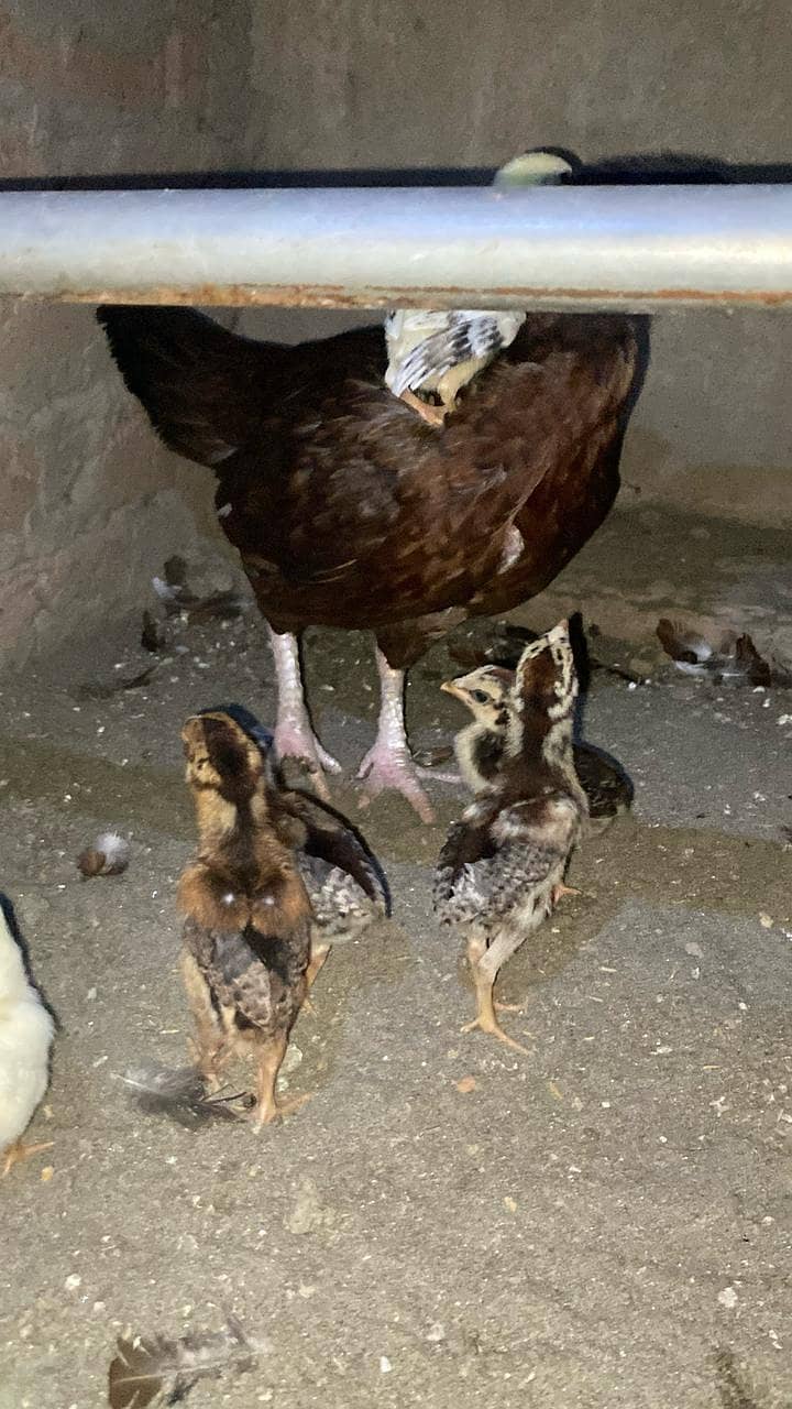 High Quality Aseel Chicks 2