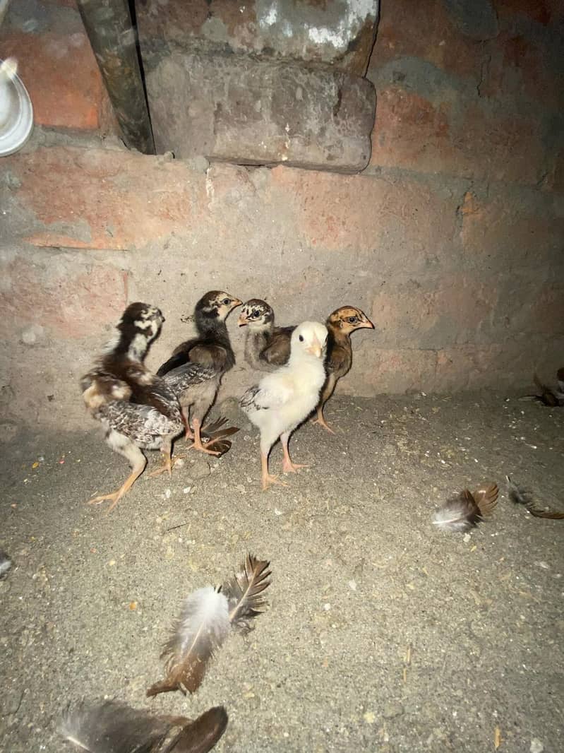 High Quality Aseel Chicks 3