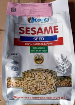 Sesame Seed Available In Reasonable Price
