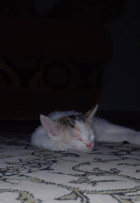 FREE! Two white female sister cats finding a lovely home. 0