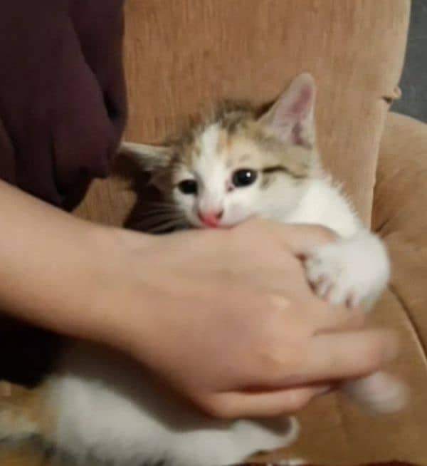 FREE! Two white female sister cats finding a lovely home. 1