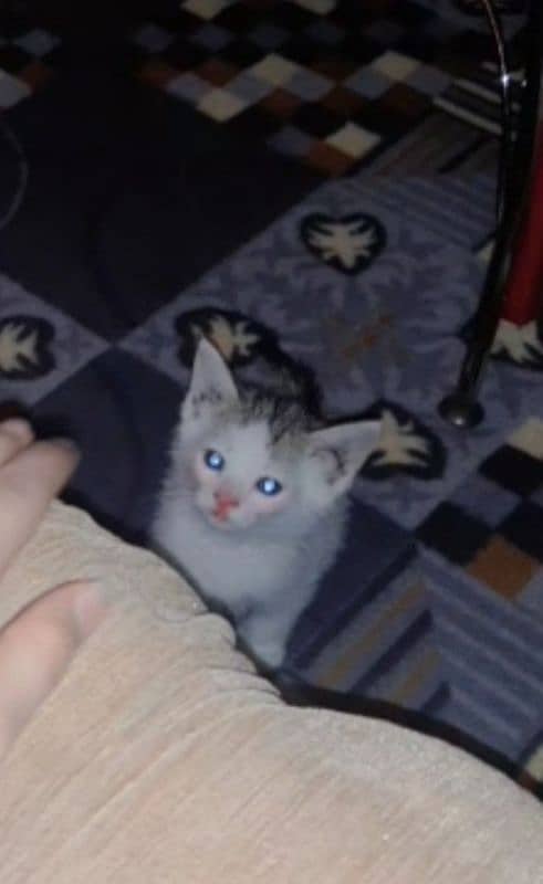 FREE! Two white female sister cats finding a lovely home. 2