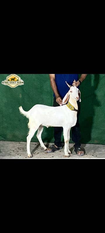 Khasi Bakra 2 dant 0
