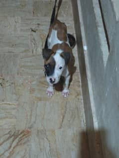 Pitbull