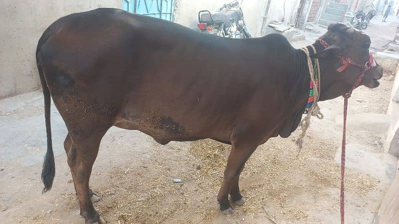 Ghr ki pali h 0