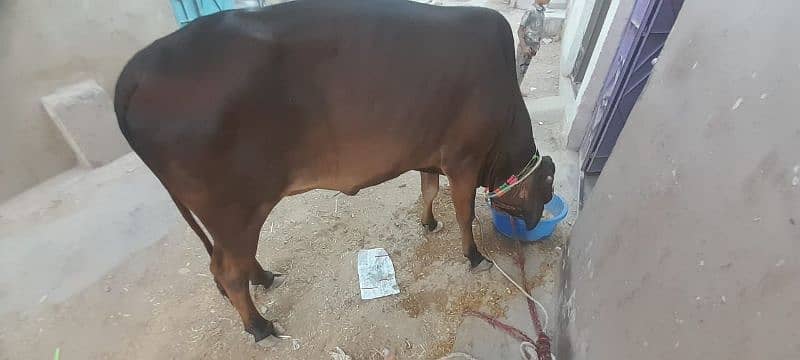 Ghr ki pali h 1