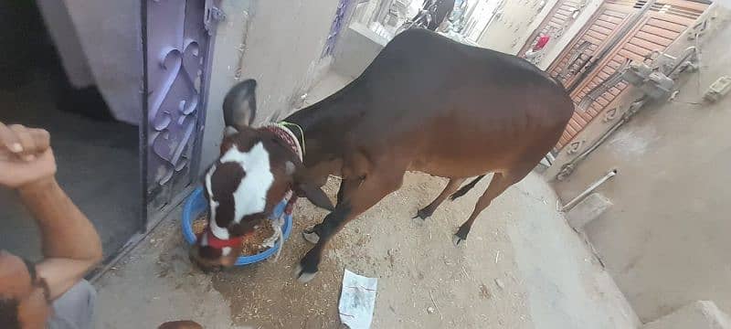 Ghr ki pali h 2