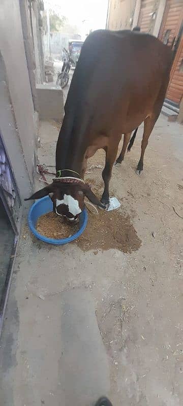 Ghr ki pali h 3