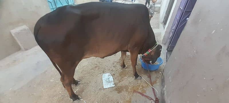 Ghr ki pali h 4
