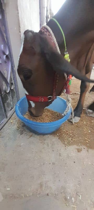 Ghr ki pali h 6