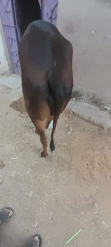 Ghr ki pali h 7